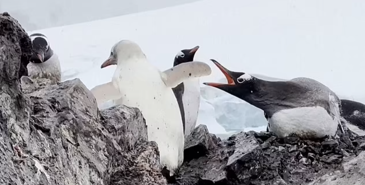 Надзвичайно рідкісного білого пінгвіна помітили в Антарктиді (фото і відео)